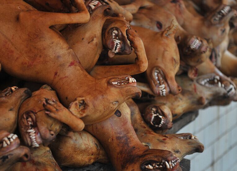 敬安狗肉库